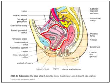 schéma coupe sagittale pelvis chez la femme