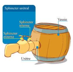 cancer-prostate-2