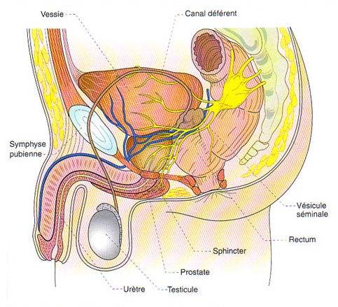 prostate-1